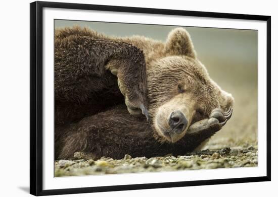 Sleeping Brown Bear, Katmai National Park, Alaska-null-Framed Photographic Print