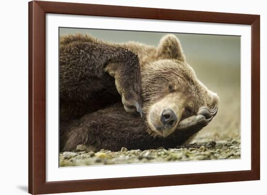 Sleeping Brown Bear, Katmai National Park, Alaska-null-Framed Photographic Print