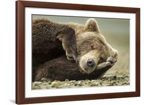 Sleeping Brown Bear, Katmai National Park, Alaska-null-Framed Photographic Print