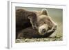 Sleeping Brown Bear, Katmai National Park, Alaska-null-Framed Photographic Print