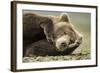 Sleeping Brown Bear, Katmai National Park, Alaska-null-Framed Photographic Print