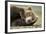 Sleeping Brown Bear, Katmai National Park, Alaska-null-Framed Photographic Print