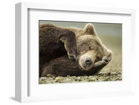 Sleeping Brown Bear, Katmai National Park, Alaska-null-Framed Photographic Print