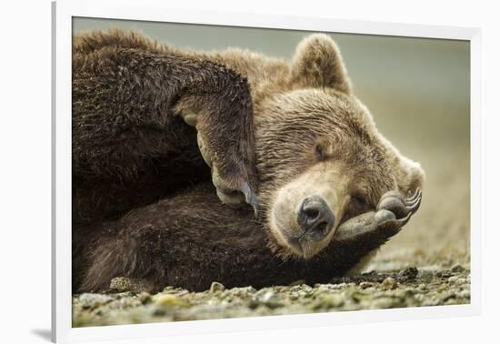 Sleeping Brown Bear, Katmai National Park, Alaska-null-Framed Photographic Print