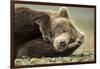 Sleeping Brown Bear, Katmai National Park, Alaska-null-Framed Photographic Print