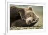 Sleeping Brown Bear, Katmai National Park, Alaska-null-Framed Photographic Print