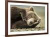 Sleeping Brown Bear, Katmai National Park, Alaska-null-Framed Photographic Print