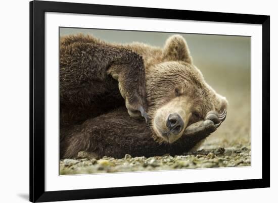 Sleeping Brown Bear, Katmai National Park, Alaska-null-Framed Photographic Print