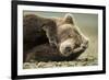 Sleeping Brown Bear, Katmai National Park, Alaska-null-Framed Photographic Print