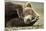 Sleeping Brown Bear, Katmai National Park, Alaska-null-Mounted Photographic Print