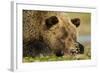 Sleeping Brown Bear, Katmai National Park, Alaska-null-Framed Photographic Print