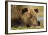 Sleeping Brown Bear, Katmai National Park, Alaska-null-Framed Photographic Print