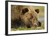 Sleeping Brown Bear, Katmai National Park, Alaska-null-Framed Photographic Print