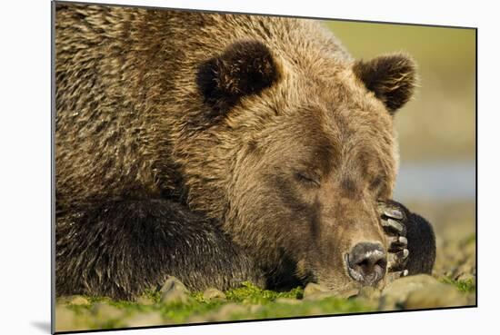 Sleeping Brown Bear, Katmai National Park, Alaska-null-Mounted Photographic Print