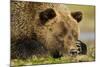 Sleeping Brown Bear, Katmai National Park, Alaska-null-Mounted Photographic Print