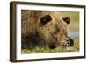 Sleeping Brown Bear, Katmai National Park, Alaska-null-Framed Photographic Print