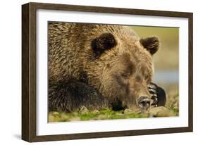 Sleeping Brown Bear, Katmai National Park, Alaska-null-Framed Photographic Print