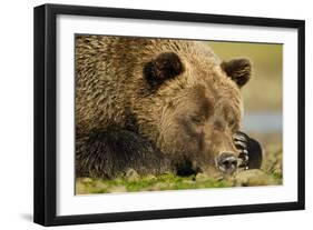 Sleeping Brown Bear, Katmai National Park, Alaska-null-Framed Photographic Print