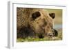 Sleeping Brown Bear, Katmai National Park, Alaska-null-Framed Photographic Print