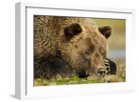 Sleeping Brown Bear, Katmai National Park, Alaska-null-Framed Photographic Print