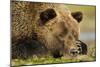 Sleeping Brown Bear, Katmai National Park, Alaska-null-Mounted Photographic Print