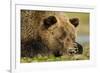 Sleeping Brown Bear, Katmai National Park, Alaska-null-Framed Photographic Print