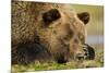 Sleeping Brown Bear, Katmai National Park, Alaska-null-Mounted Photographic Print