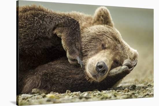 Sleeping Brown Bear, Katmai National Park, Alaska-null-Stretched Canvas