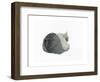 Sleeping cat, 1985-Claudia Hutchins-Puechavy-Framed Giclee Print