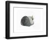 Sleeping cat, 1985-Claudia Hutchins-Puechavy-Framed Giclee Print