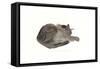 Sleeping cat, 1985-Claudia Hutchins-Puechavy-Framed Stretched Canvas