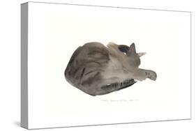 Sleeping cat, 1985-Claudia Hutchins-Puechavy-Stretched Canvas