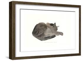 Sleeping cat, 1985-Claudia Hutchins-Puechavy-Framed Giclee Print