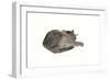 Sleeping cat, 1985-Claudia Hutchins-Puechavy-Framed Art Print