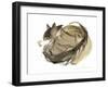 Sleeping cat, 1985-Claudia Hutchins-Puechavy-Framed Giclee Print