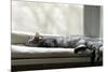 Sleeping Cat near Window on Sunny Day in Natural Background, Resting Cat on Day Time, Cat and Siest-Renata Apanaviciene-Mounted Photographic Print