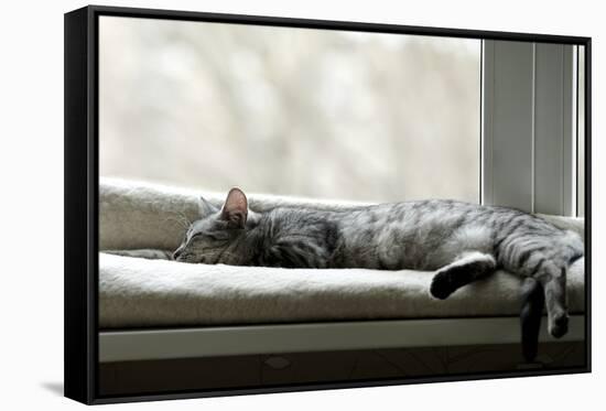 Sleeping Cat near Window on Sunny Day in Natural Background, Resting Cat on Day Time, Cat and Siest-Renata Apanaviciene-Framed Stretched Canvas