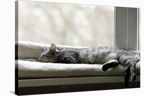 Sleeping Cat near Window on Sunny Day in Natural Background, Resting Cat on Day Time, Cat and Siest-Renata Apanaviciene-Stretched Canvas