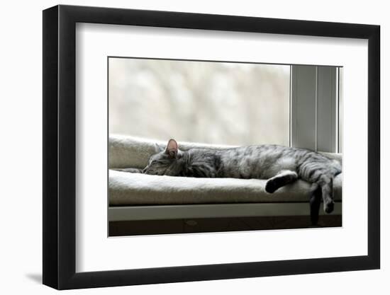 Sleeping Cat near Window on Sunny Day in Natural Background, Resting Cat on Day Time, Cat and Siest-Renata Apanaviciene-Framed Photographic Print