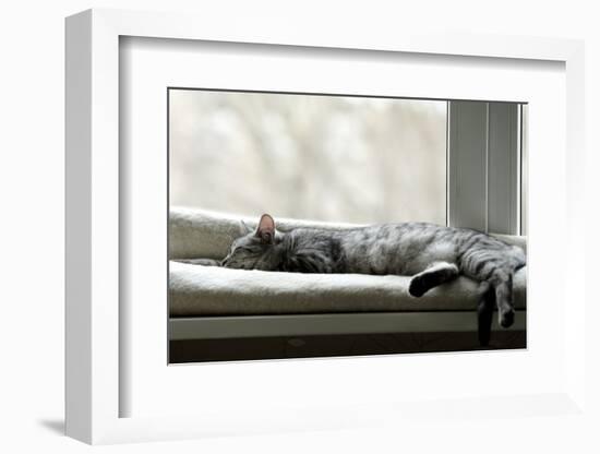 Sleeping Cat near Window on Sunny Day in Natural Background, Resting Cat on Day Time, Cat and Siest-Renata Apanaviciene-Framed Photographic Print