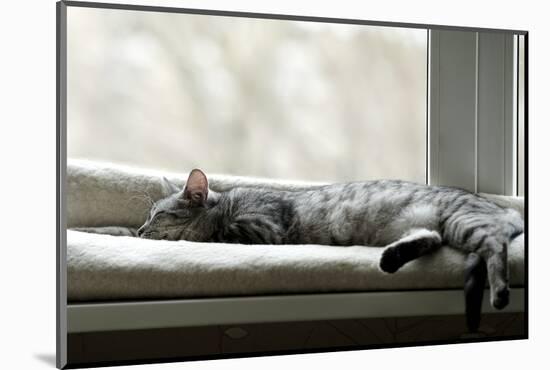 Sleeping Cat near Window on Sunny Day in Natural Background, Resting Cat on Day Time, Cat and Siest-Renata Apanaviciene-Mounted Photographic Print