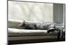 Sleeping Cat near Window on Sunny Day in Natural Background, Resting Cat on Day Time, Cat and Siest-Renata Apanaviciene-Mounted Photographic Print