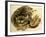 Sleeping Cat, Pub. C.1850-null-Framed Giclee Print