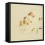 Sleeping Cat-Kawanabe Kyosai-Framed Stretched Canvas