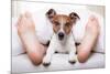 Sleeping Dog and Owner-Javier Brosch-Mounted Photographic Print