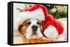 Sleeping Dog Weared to Santa Hat-Artush-Framed Stretched Canvas