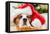 Sleeping Dog Weared to Santa Hat-Artush-Framed Stretched Canvas