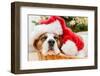 Sleeping Dog Weared to Santa Hat-Artush-Framed Photographic Print