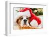 Sleeping Dog Weared to Santa Hat-Artush-Framed Photographic Print