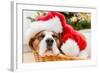 Sleeping Dog Weared to Santa Hat-Artush-Framed Photographic Print